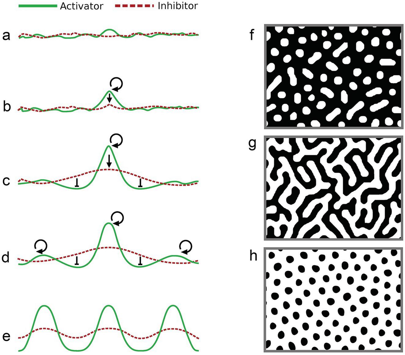pattern